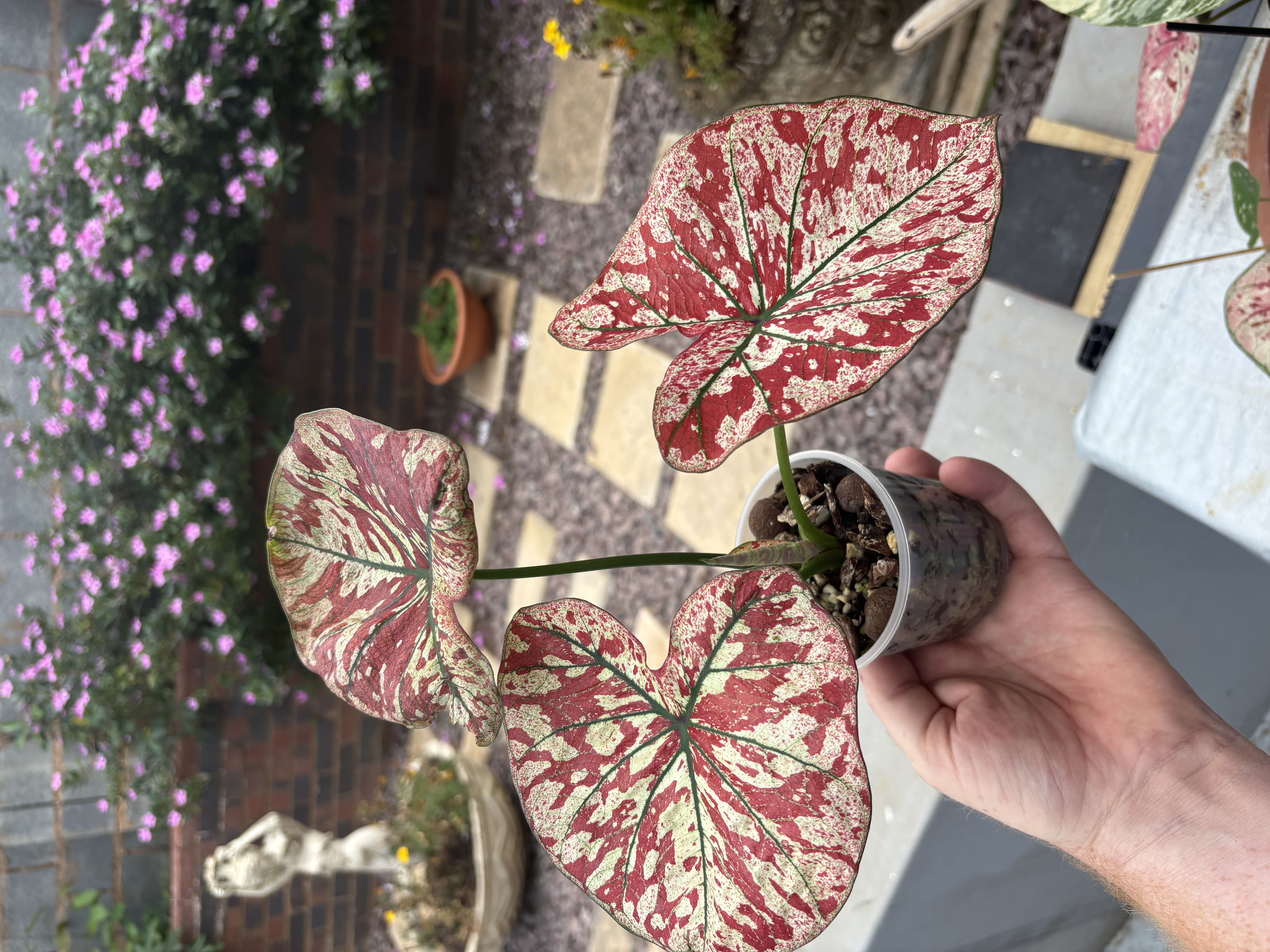 Caladium thriving in ROOTLABS Aroid Mix - clear pot showing chunky substrate