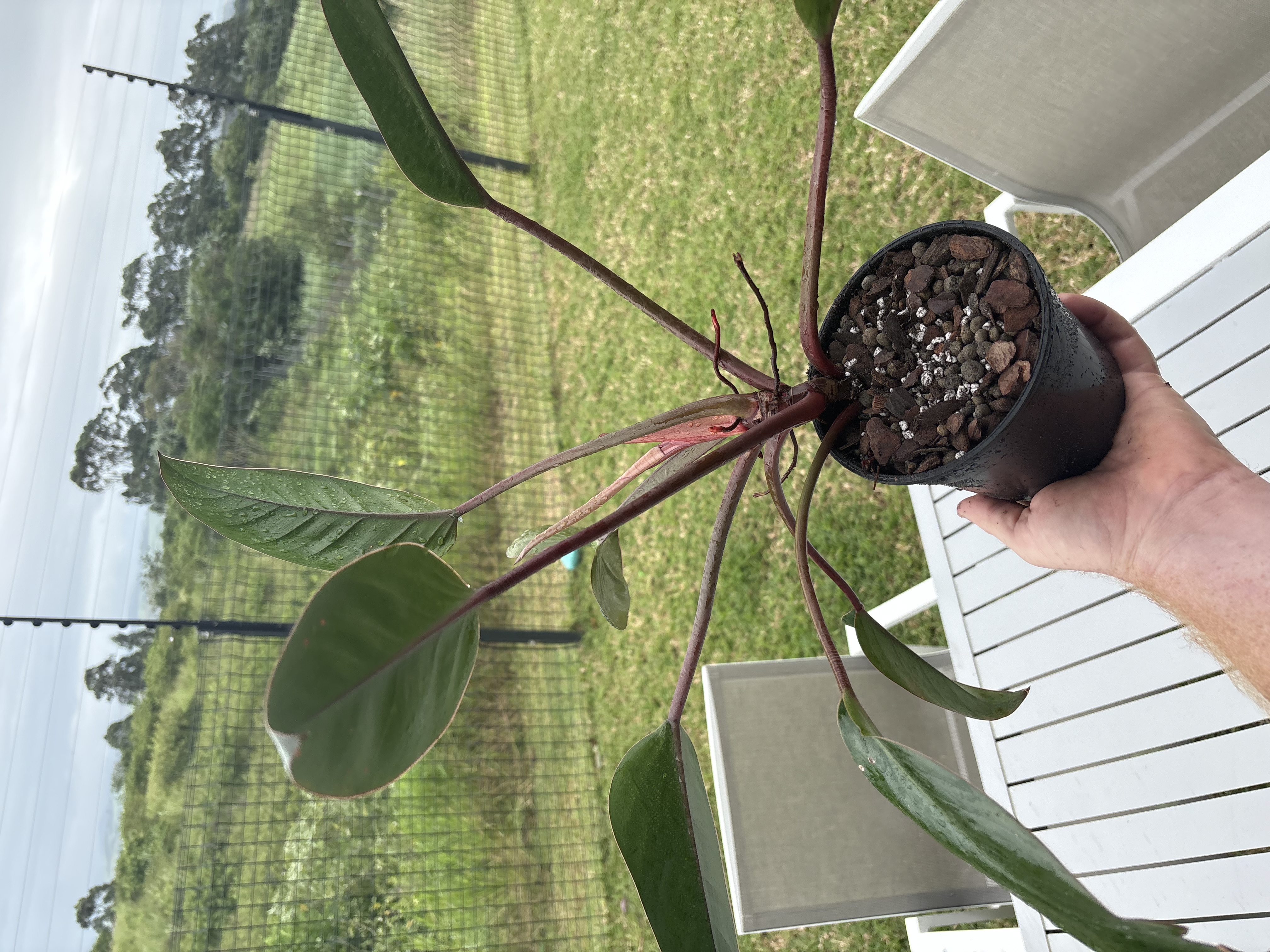 Plant repotted into ROOTLABS Aroid Mix