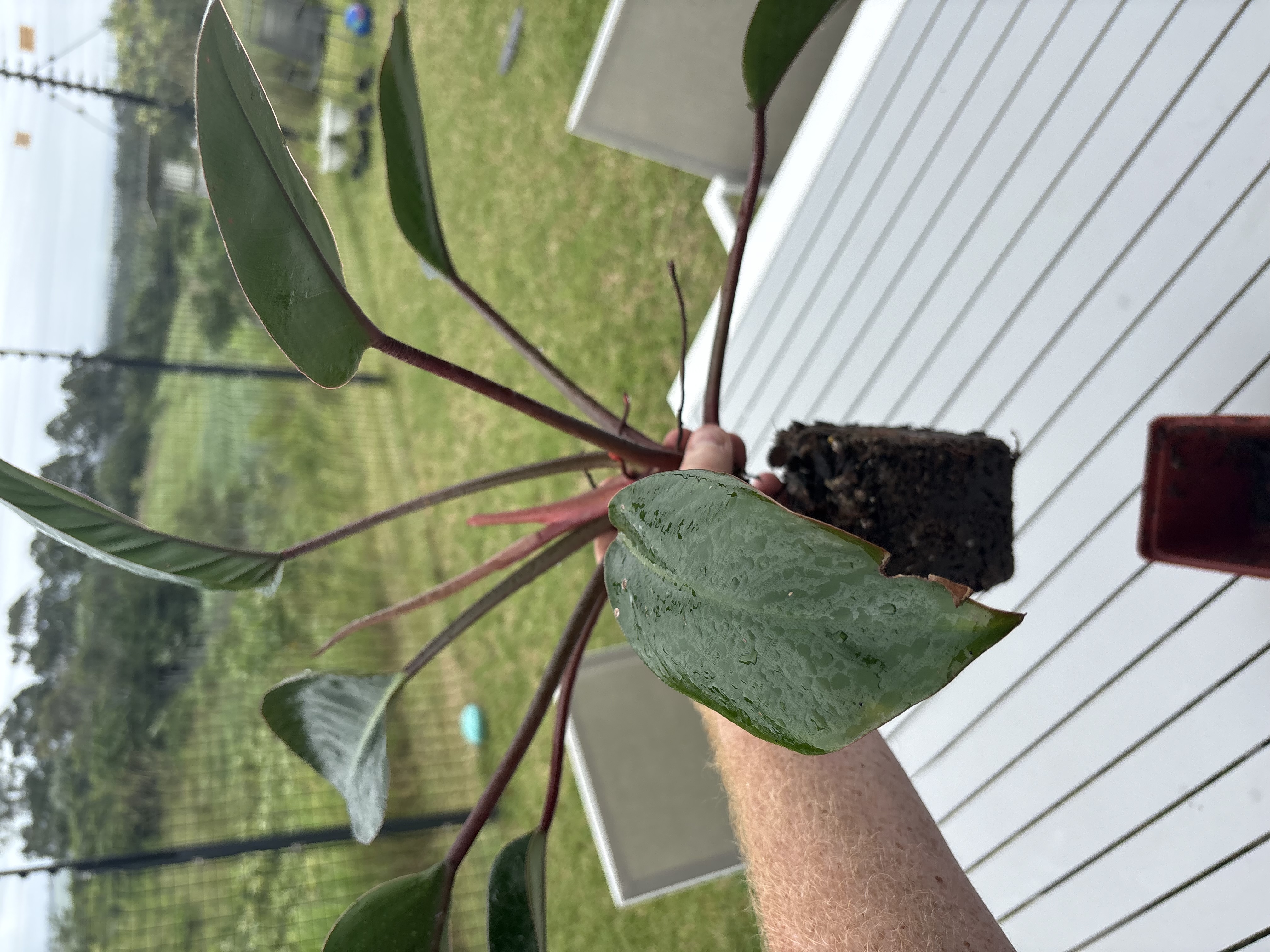 Plant arriving in compacted import soil