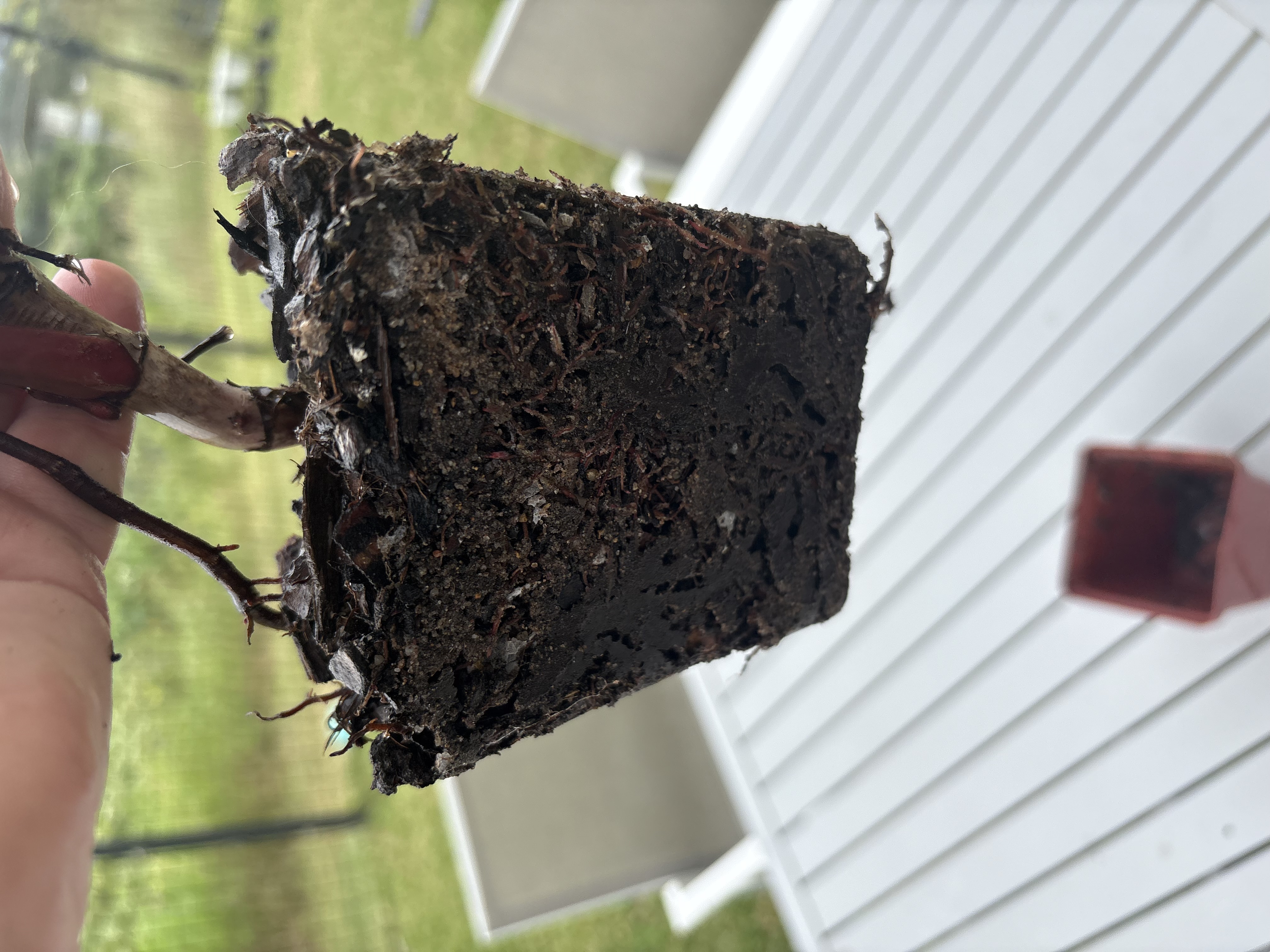 Compacted root ball removed from pot