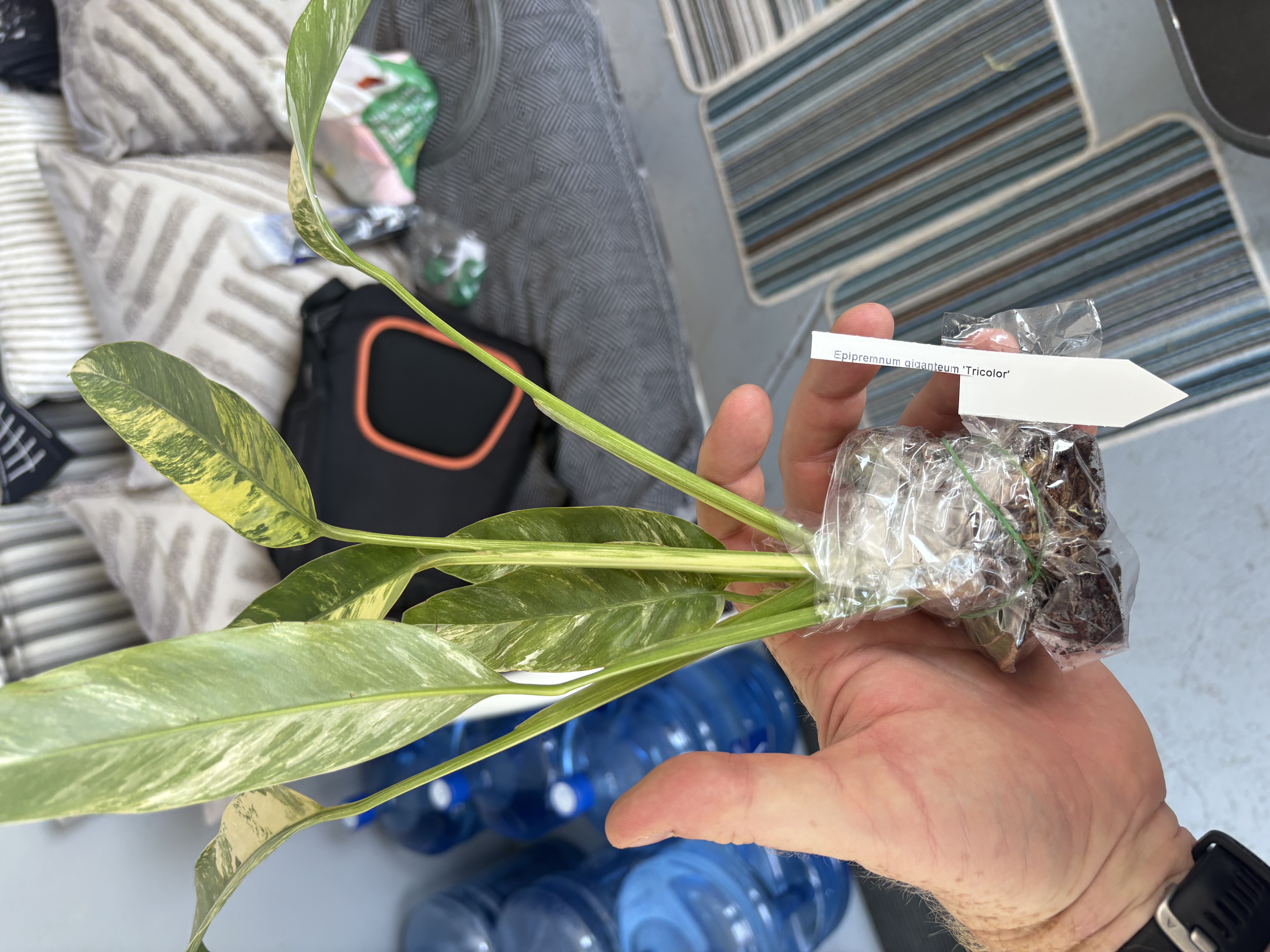 Philodendron arriving from import wrapped in plastic