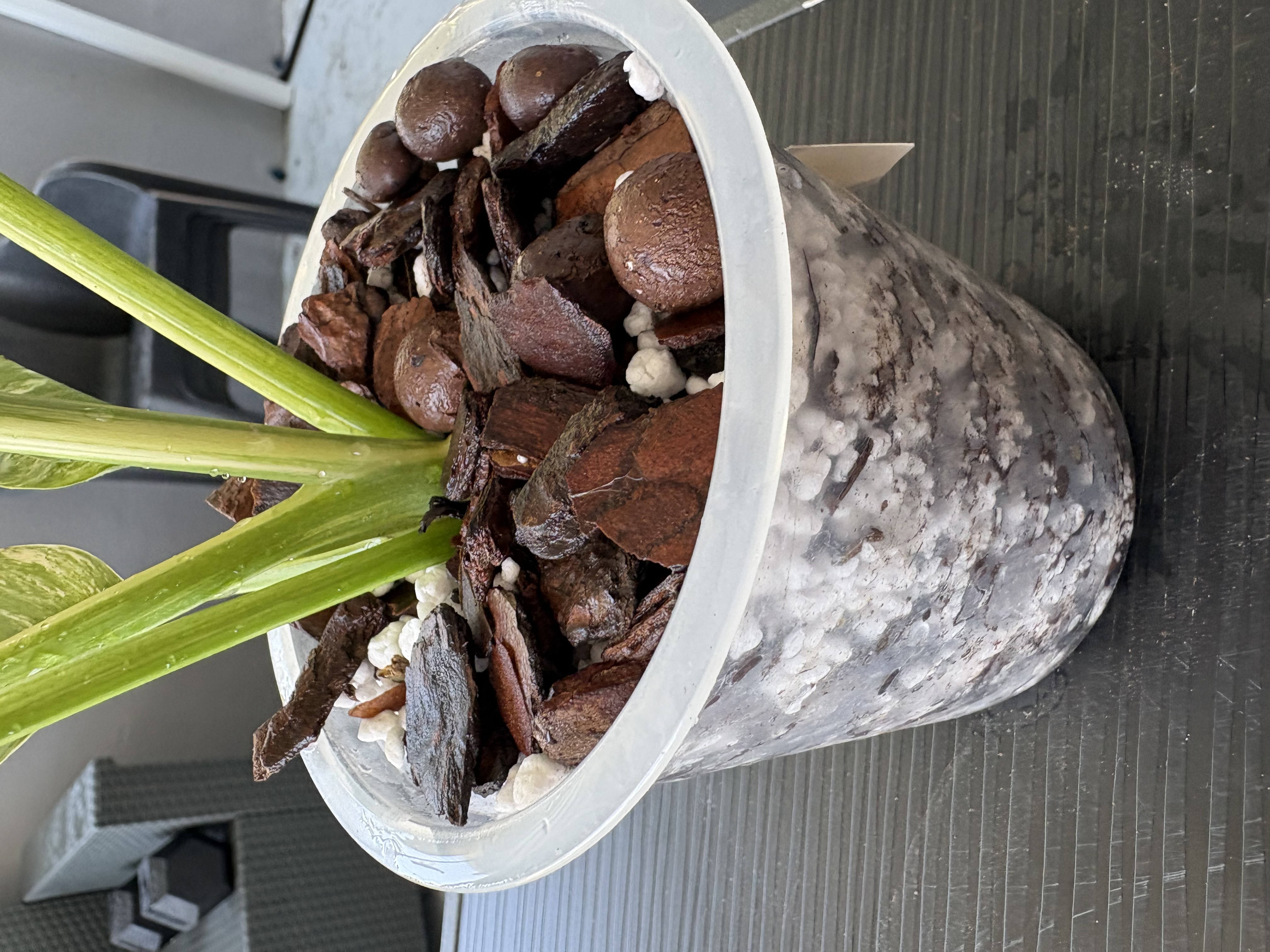 Potted into ROOTLABS chunky aroid mix