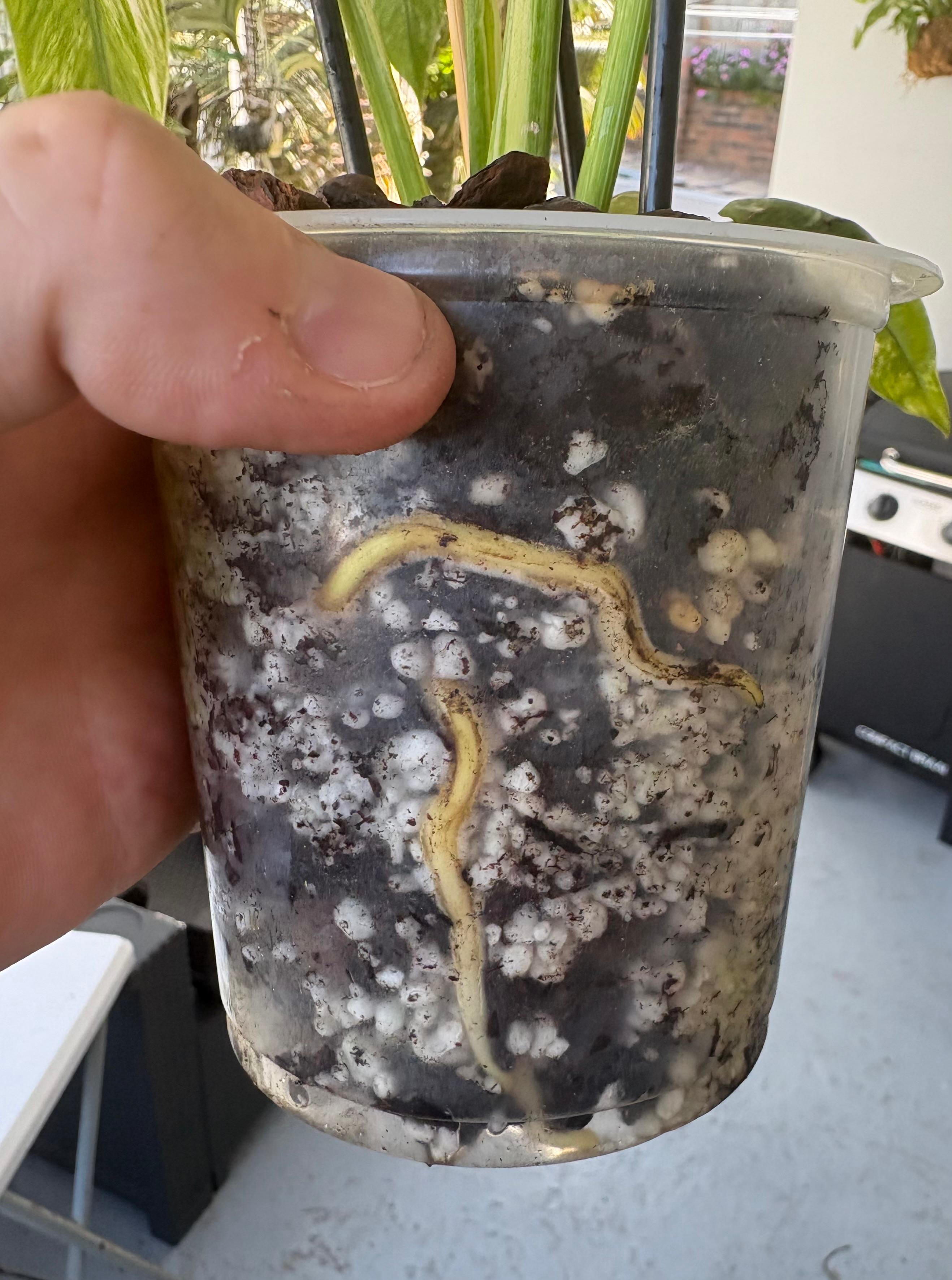 Roots visibly exploring through clear pot sides