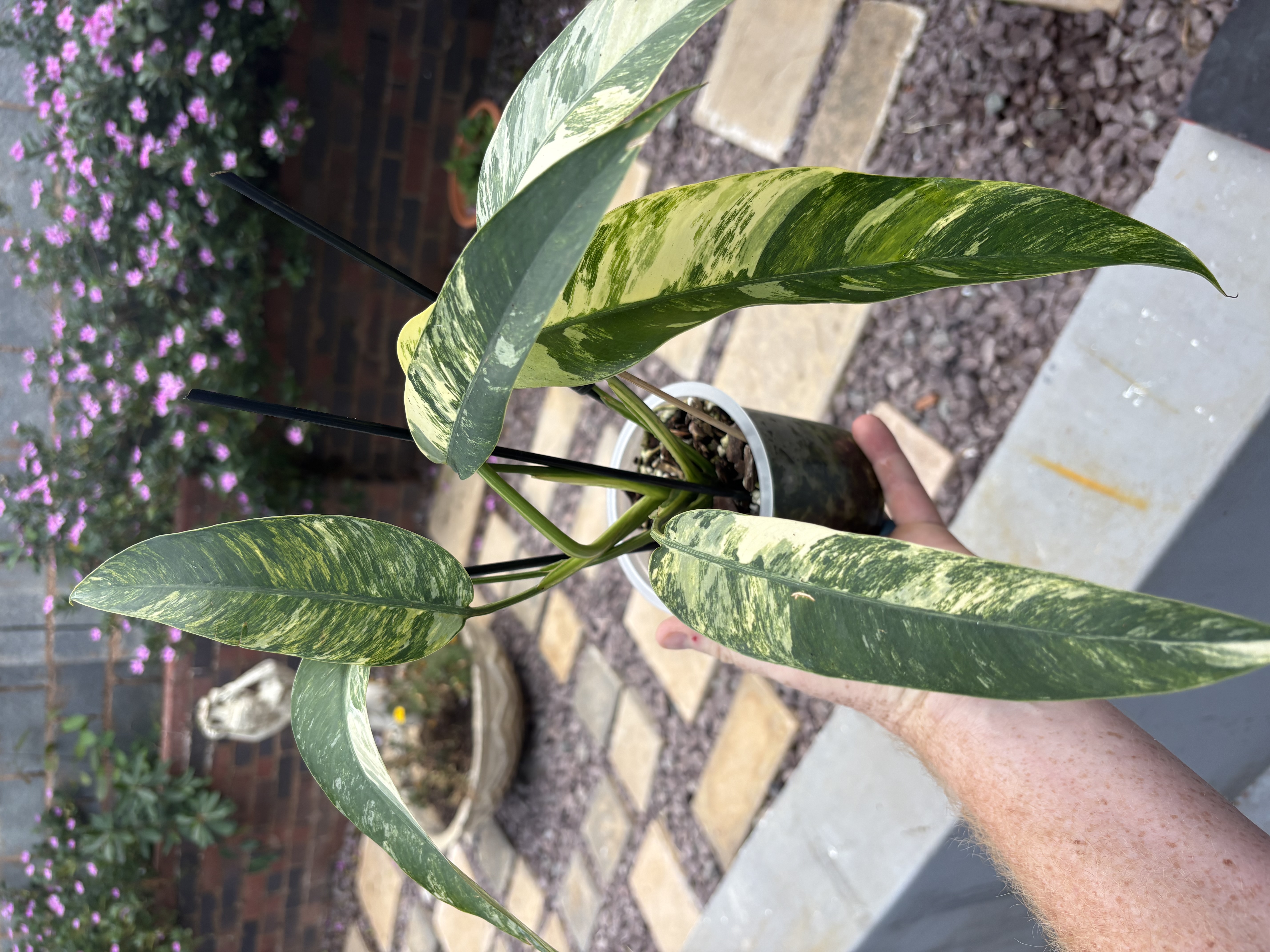 Variegated Philodendron thriving with full leaf spread